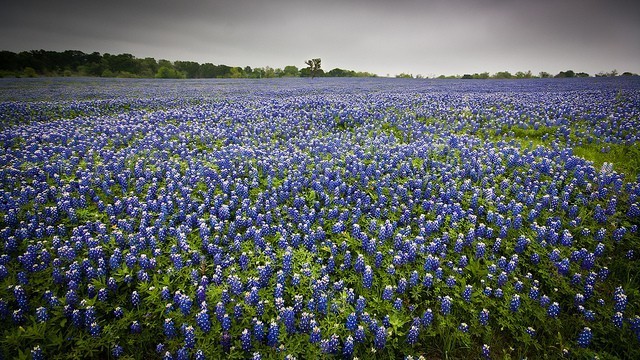 blue bonnet field crazy texas laws