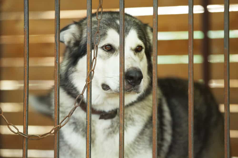 The Animal Abuse and Cruelty Laws of Texas